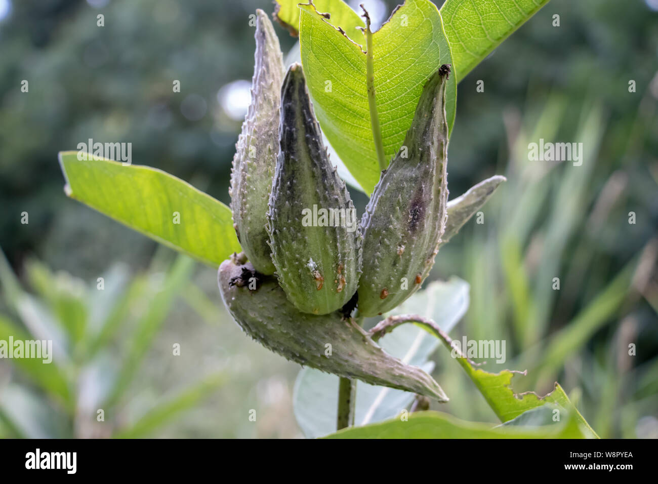 La meravigliosa bellezza di madre natura Foto Stock