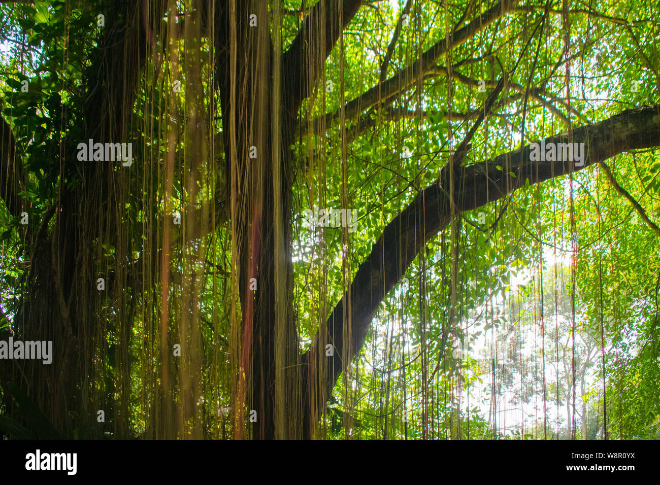 Vecchio albero Balete dove simili thread appesi. Di solito si trova nel sud-est asiatico Foto Stock