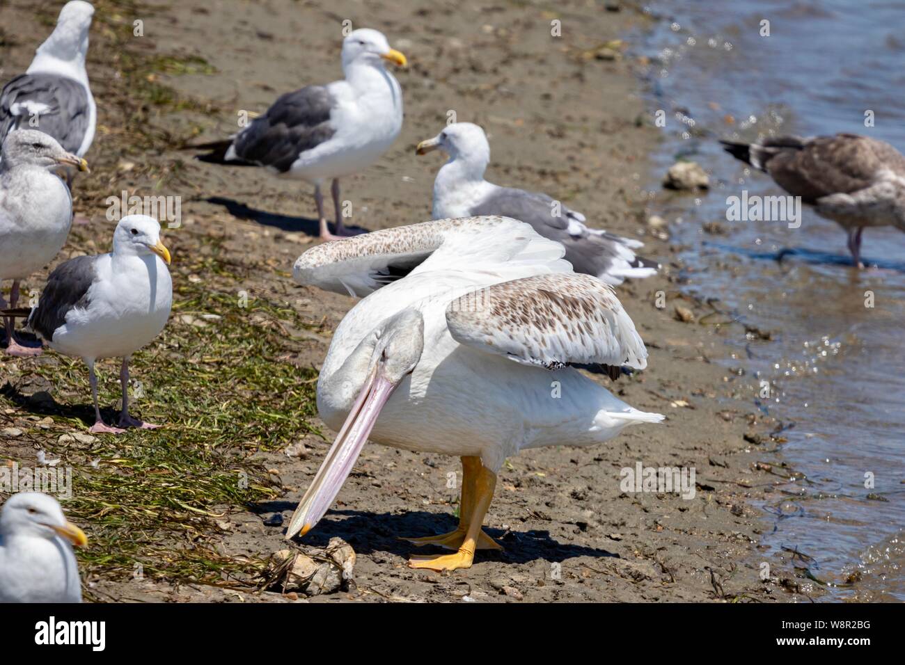 Pellicani bianchi e gabbiani sulla riva Foto Stock