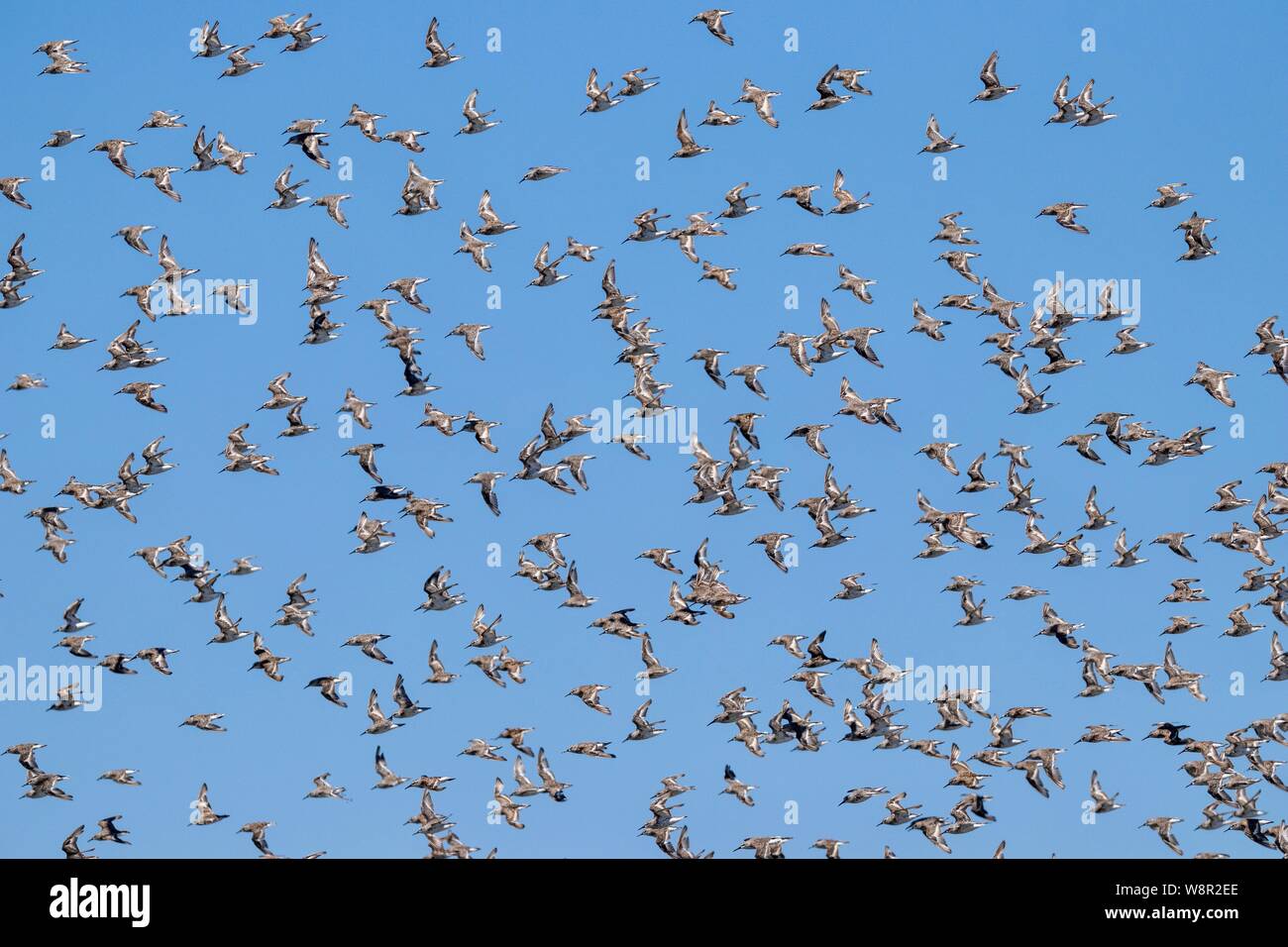 Stormo di uccelli Willet in Bolsa Chica Zone umide in Huntington Beach, California Foto Stock