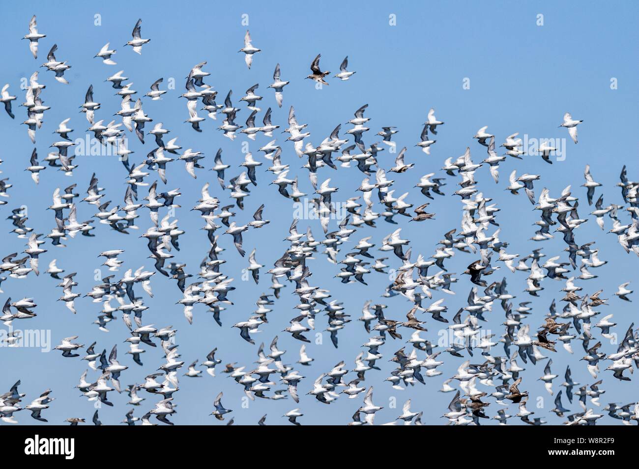 Stormo di uccelli Willet in Bolsa Chica Zone umide in Huntington Beach, California Foto Stock