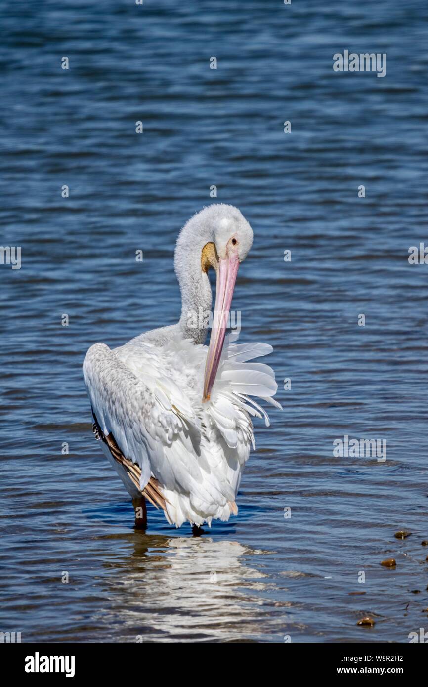 Americano bianco pelican preening stesso mentre in piedi in acqua Foto Stock