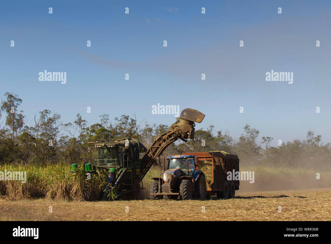 La raccolta meccanica di canna da zucchero raccolto cresciuto in ricco rosso terreni di origine vulcanica nei pressi di Childers Queensland Australia Foto Stock