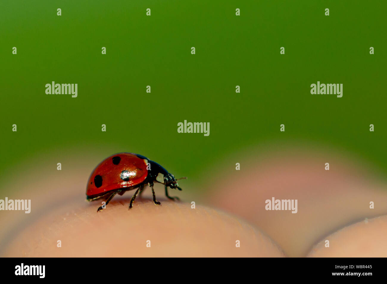 Ladybug vista ravvicinata Foto Stock