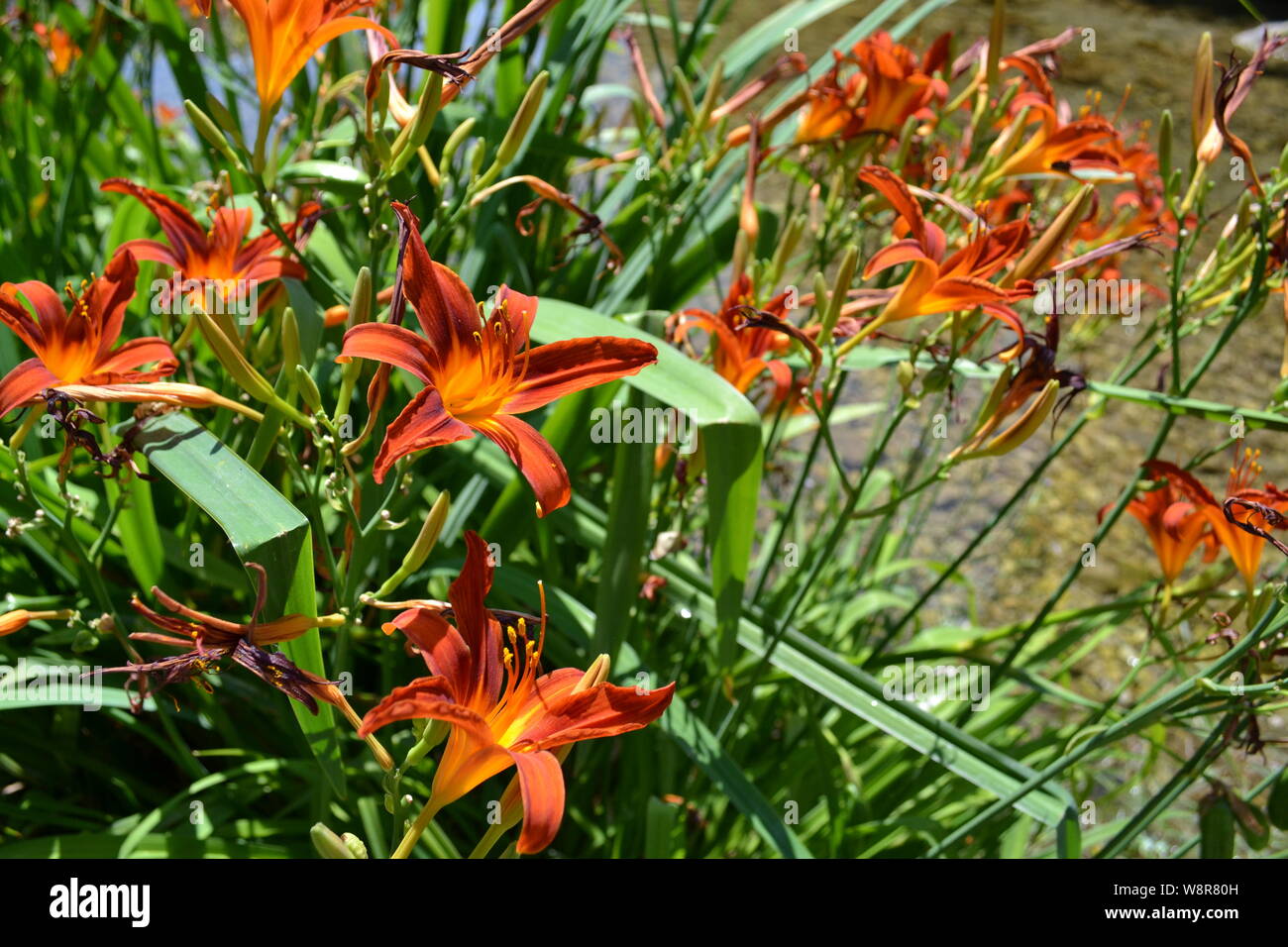 Bel colore arancione daylily hemerocallis fulva fiori che crescono al ruscello di montagna in una soleggiata giornata estiva. Foto Stock