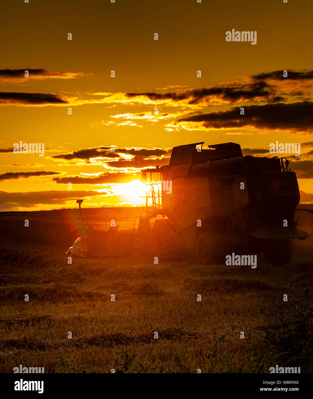 Ultima luce come il sole tramonta evidenziando una mietitrebbiatrice e raccogliere il raccolto in un campo di grano Foto Stock