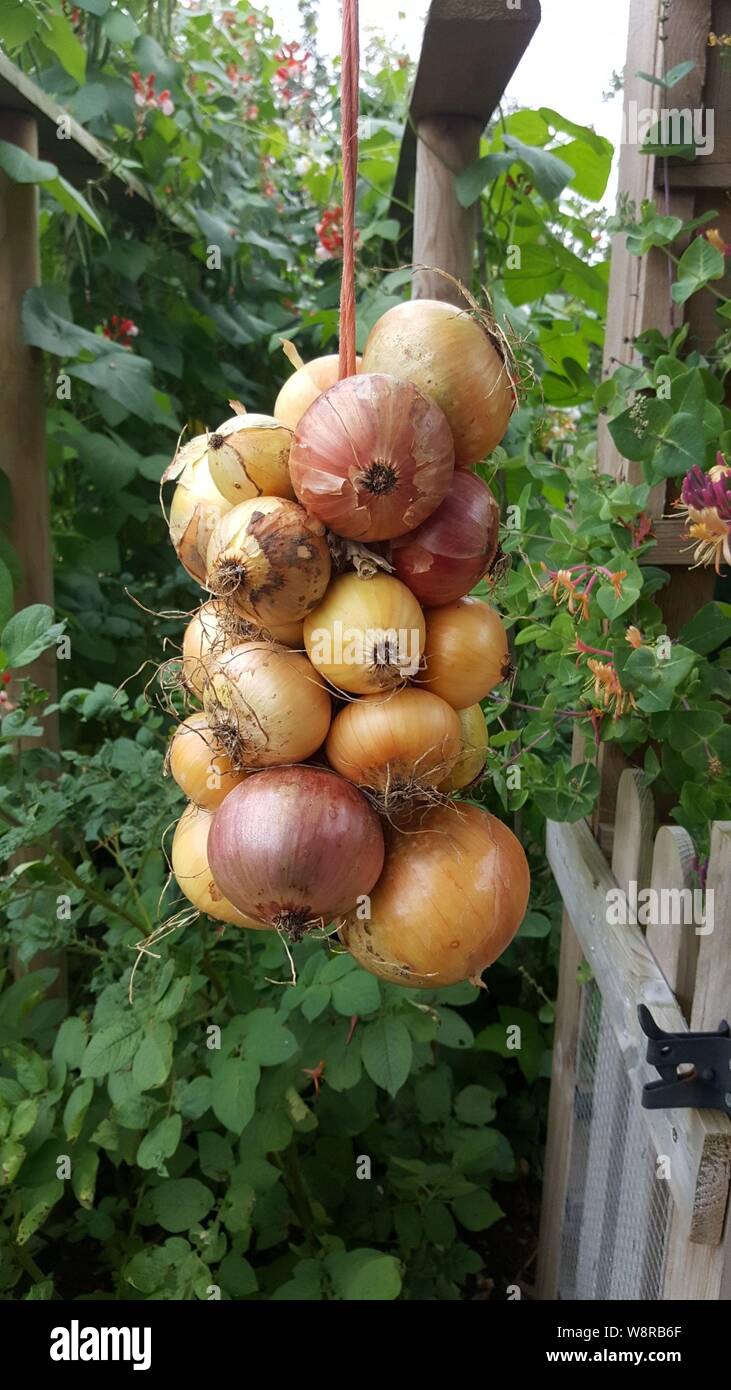 Una serie fresca di cipolle rosse e bianche miste coltivate in casa Foto Stock