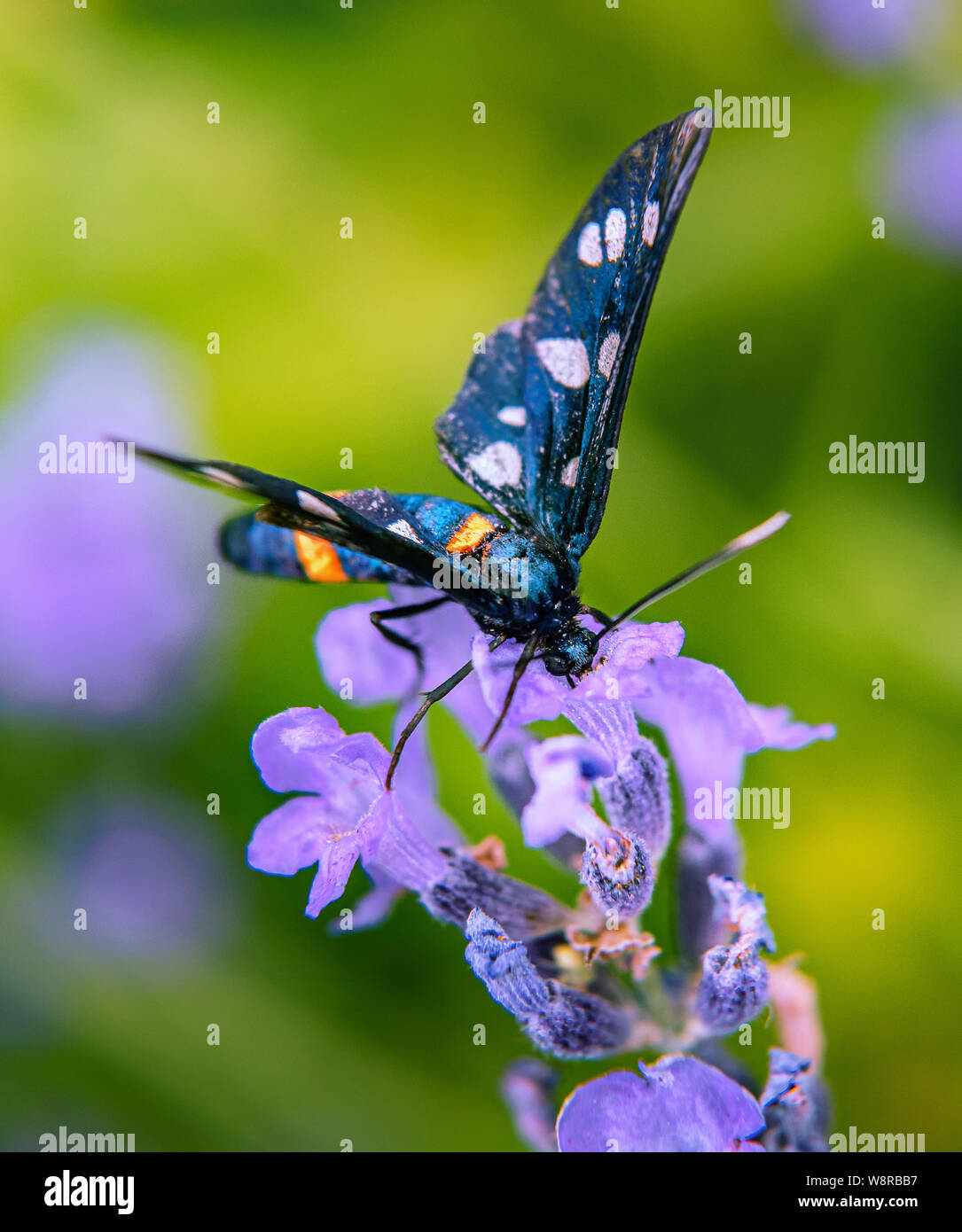 Close-up di Amata phegea farfalla. Bel colore arancione belted bianco e nero maculato insetto è alimentazione sul fiore lavanda testa. Messa a fuoco selettiva. Vertic Foto Stock