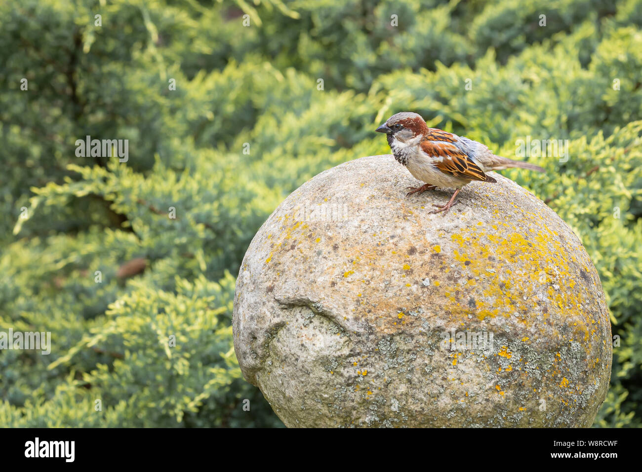 Una casa passero, passer domesticus, è appollaiato sulla pietra rotonda, come su un grosso uovo, all'inizio della primavera, di fronte a uno sfondo di thuja o ju Foto Stock