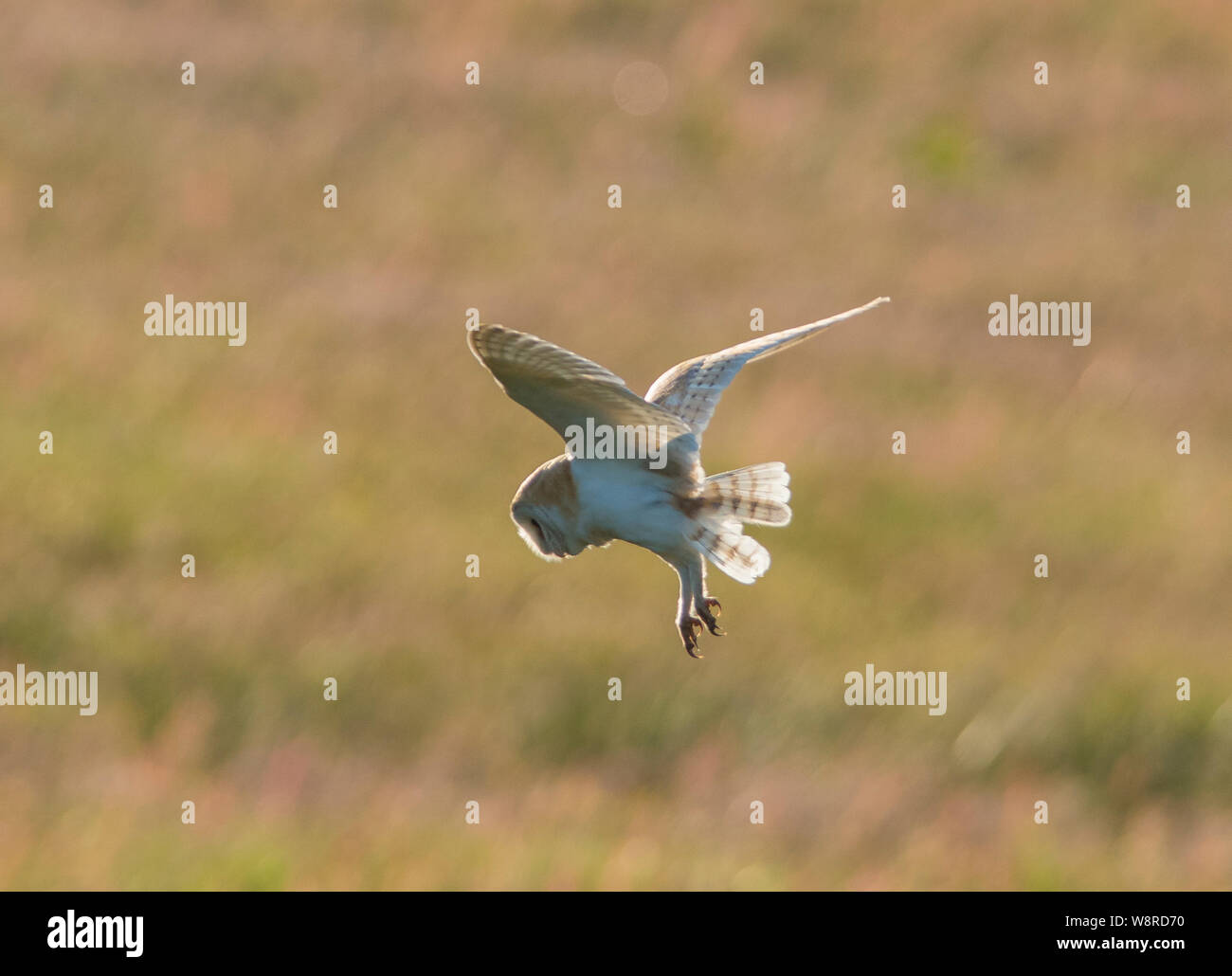 Il barbagianni in bilico mentre la caccia al crepuscolo Foto Stock