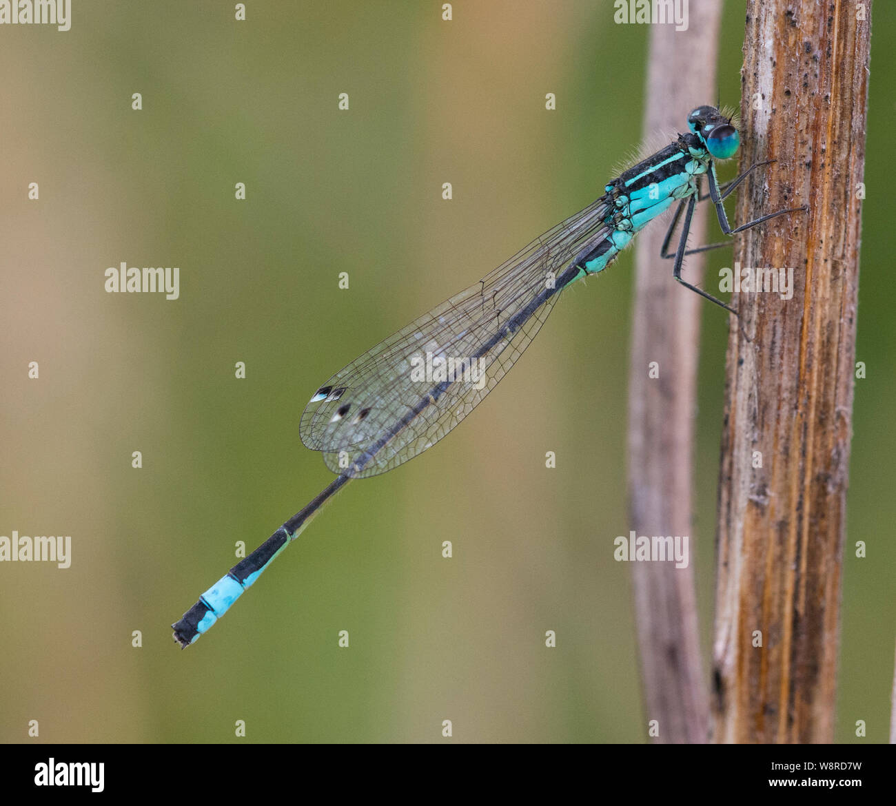 Blu maschio-tailed Damselflies Ischnura elegans su un gambo marrone Foto Stock