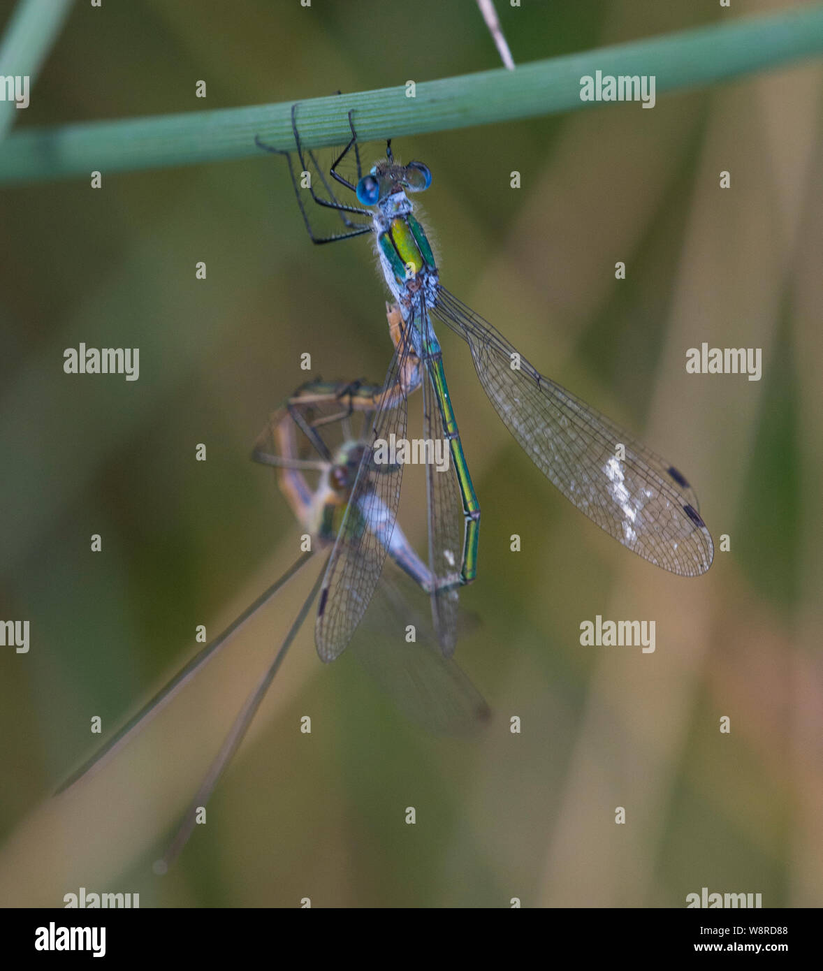 Accoppiamento Damselflies Smeraldo Lestes sponsa su un gambo rush Derbyshire Peak District Foto Stock