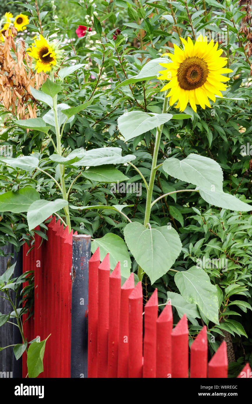 Girasoli gialli che crescono presso il recinto rosso in legno del giardino alti stelo di piante da giardino Foto Stock