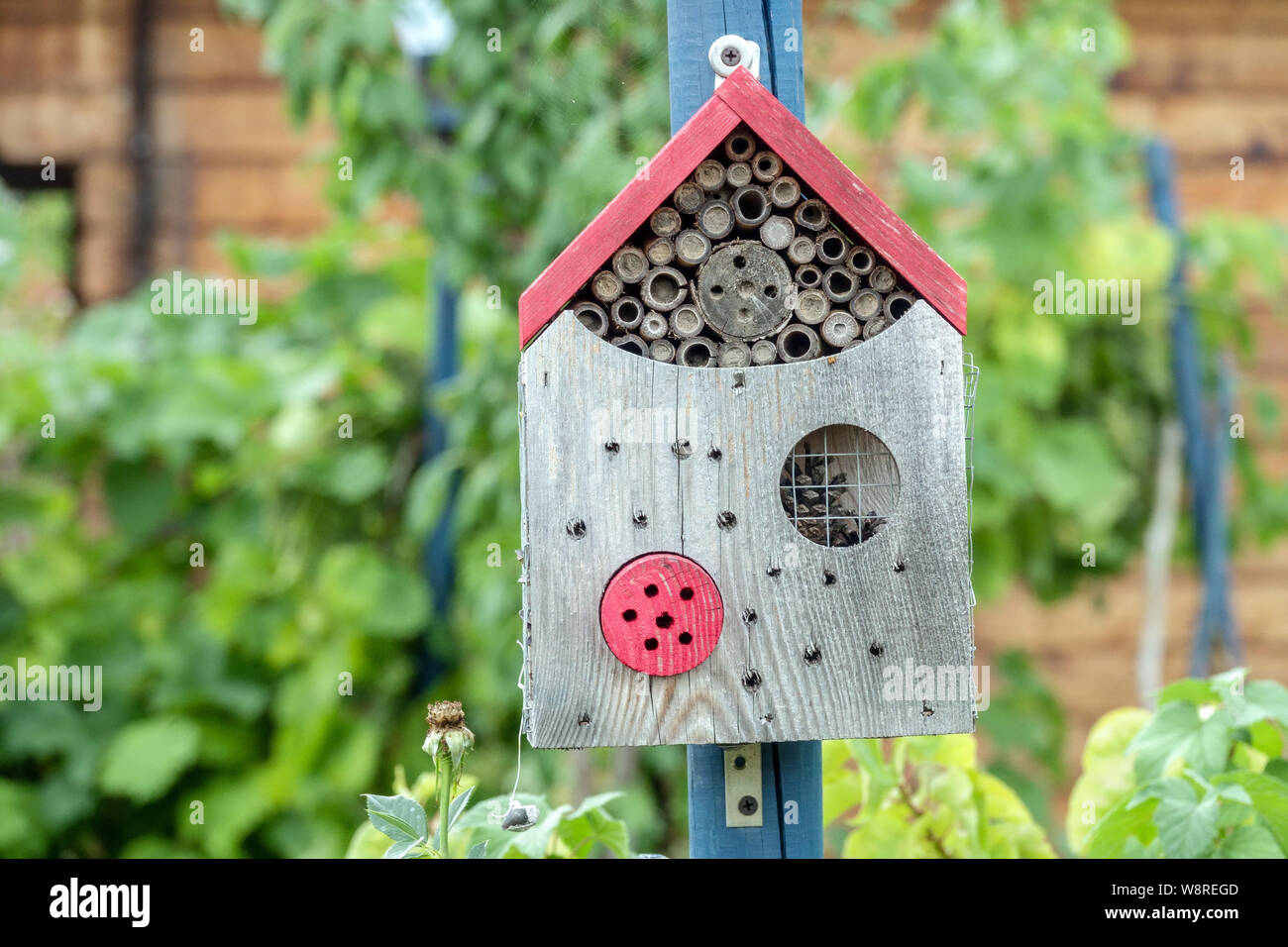 Piccole casette di legno colorato hotel di bug per gli insetti situato nel giardino Foto Stock