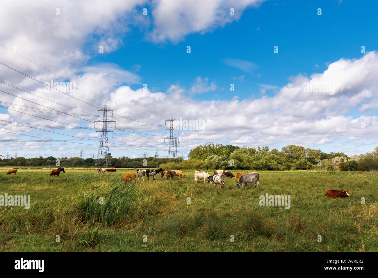 Le mucche al pascolo in un campo con tralicci di energia elettrica, prova inferiore Riserva Naturale, Totton, Nursling, prova di fiume estuario, Redbridge, Southampton, Hampshire Foto Stock