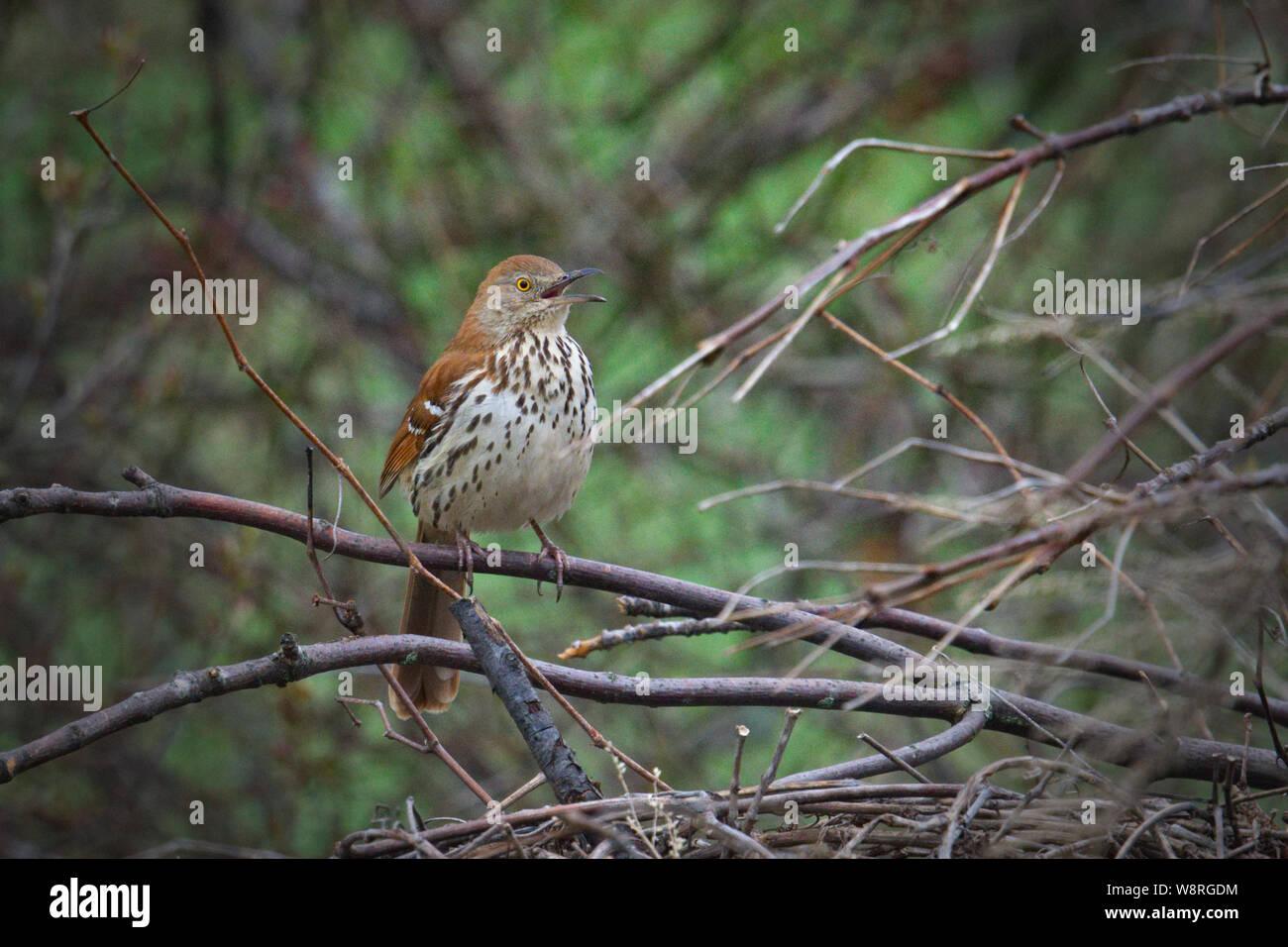 Brown Thrasher chiamando • Sterling Centro Natura, Sterling NY • 2019 Foto Stock