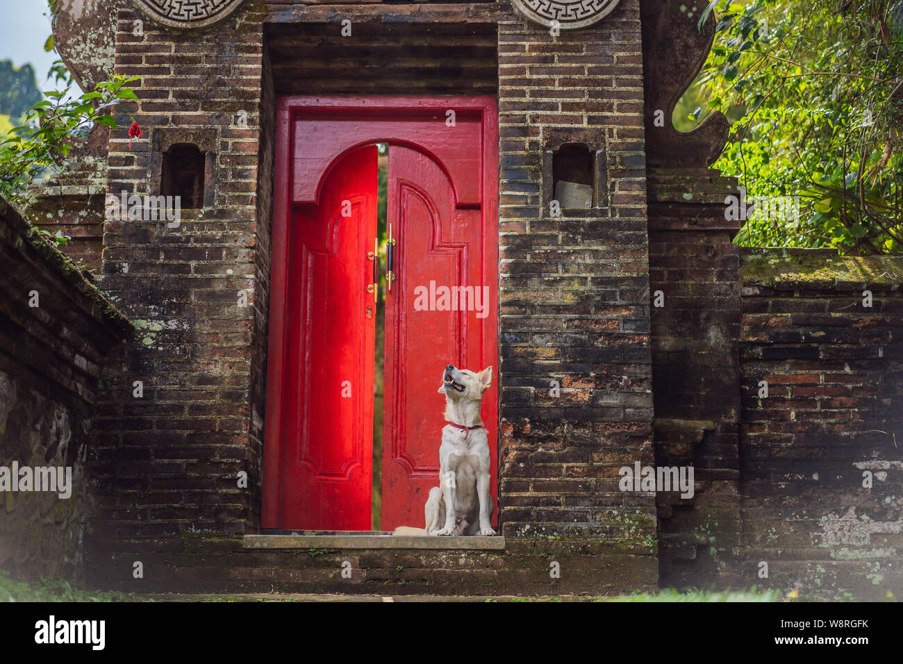 Il cane si siede sullo sfondo di un grande rosso porta anteriore Foto Stock