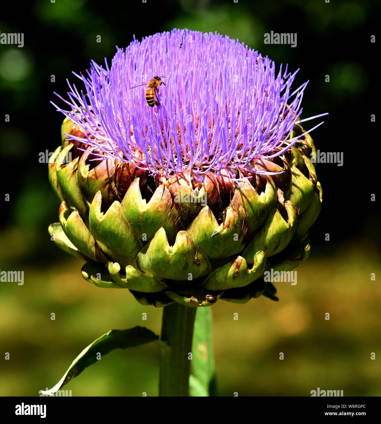 Primo piano di carciofi in fiore con hover volare. Foto Stock