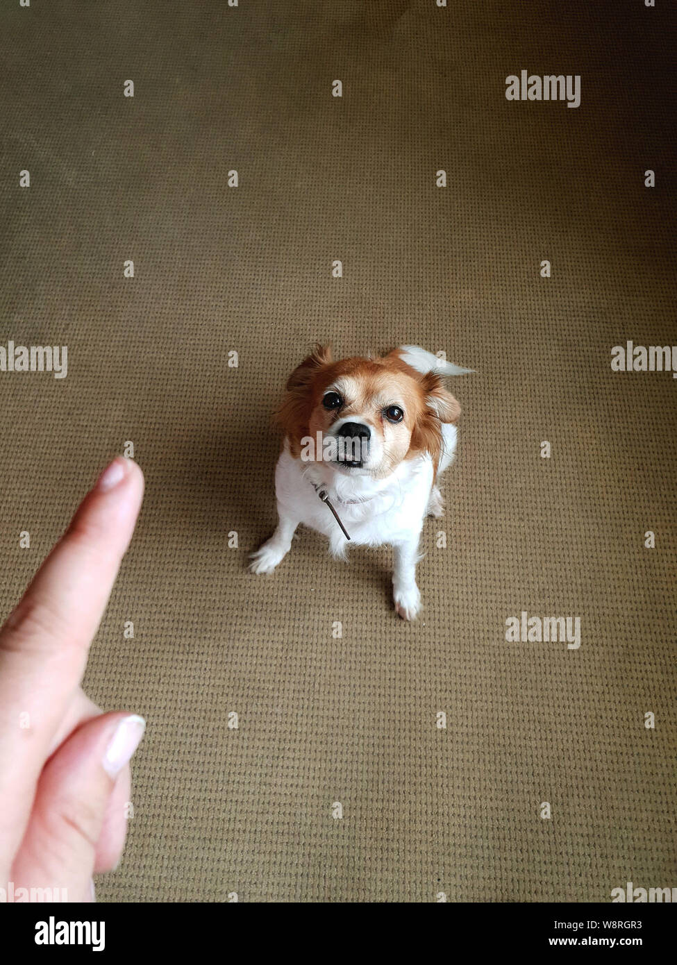 Mano di uomo e colpevole cane a casa, persona puntare il dito a cute cane e punire il cane Foto Stock