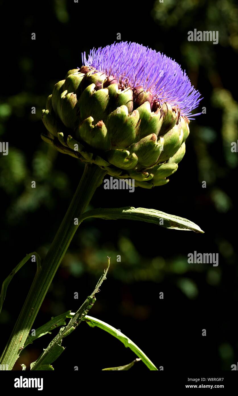 Primo piano di carciofi in fiore. Foto Stock