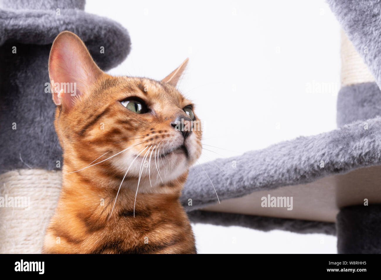 Bellissimo Gatto bengala giocando sulla graffiatura post Foto Stock