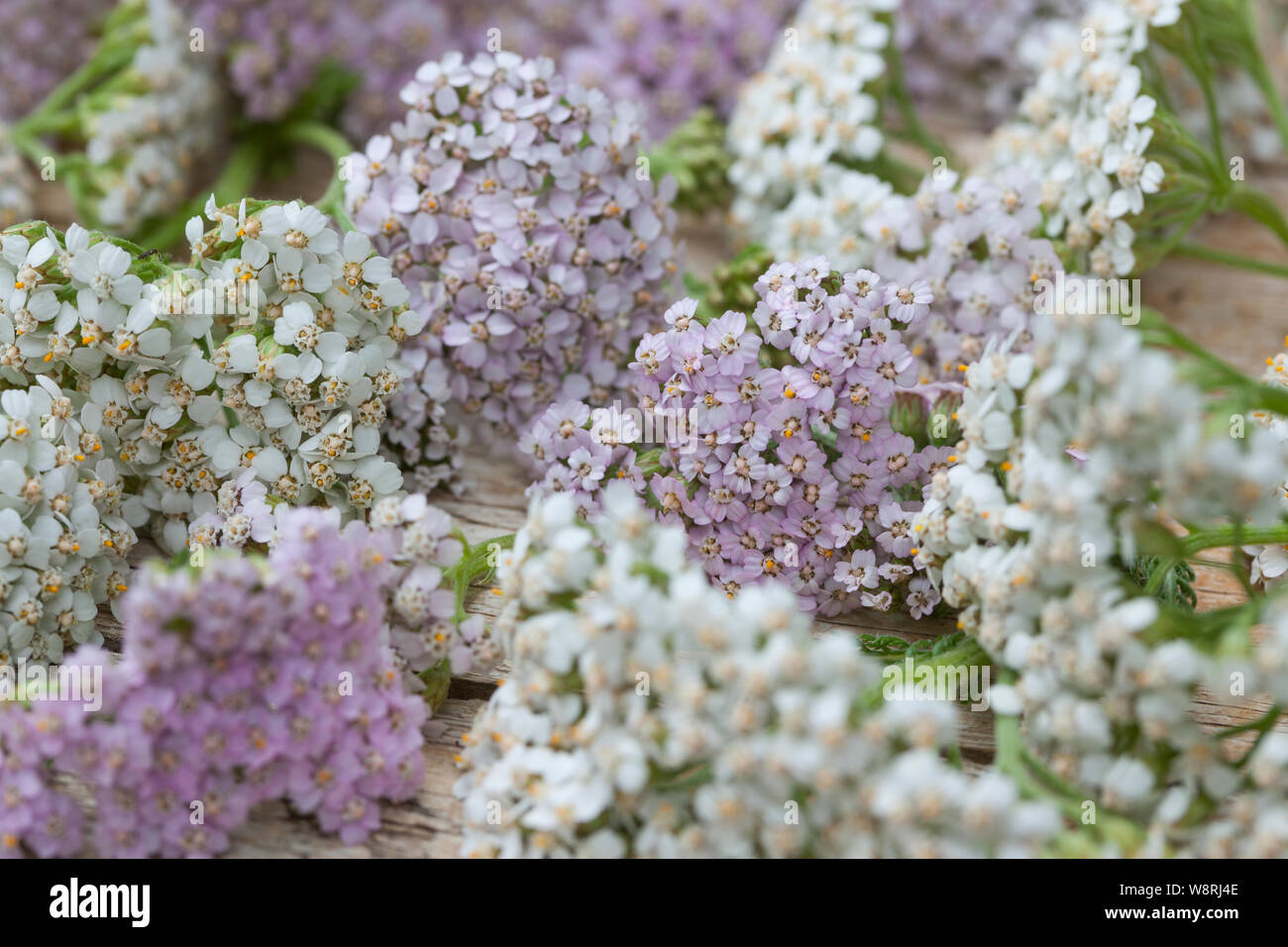 Schafgarbe trocknen, Kräuterernte, Gewöhnliche Schafgarbe, Wiesen-Schafgarbe, Schafgarbe, Schafgabe, Achillea millefolium, achillea, comune achillea, Achi Foto Stock
