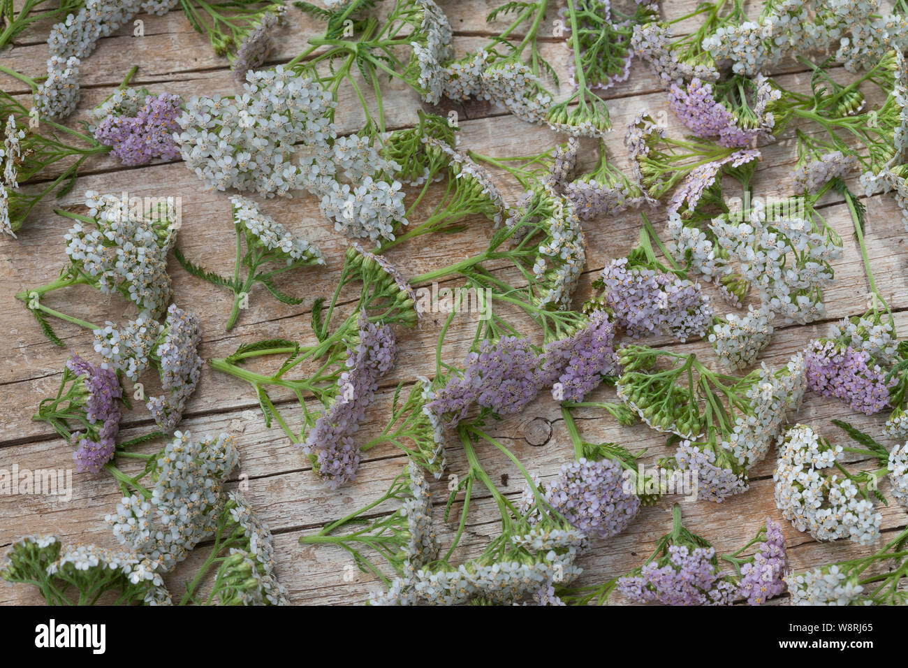 Schafgarbe trocknen, Kräuterernte, Gewöhnliche Schafgarbe, Wiesen-Schafgarbe, Schafgarbe, Schafgabe, Achillea millefolium, achillea, comune achillea, Achi Foto Stock