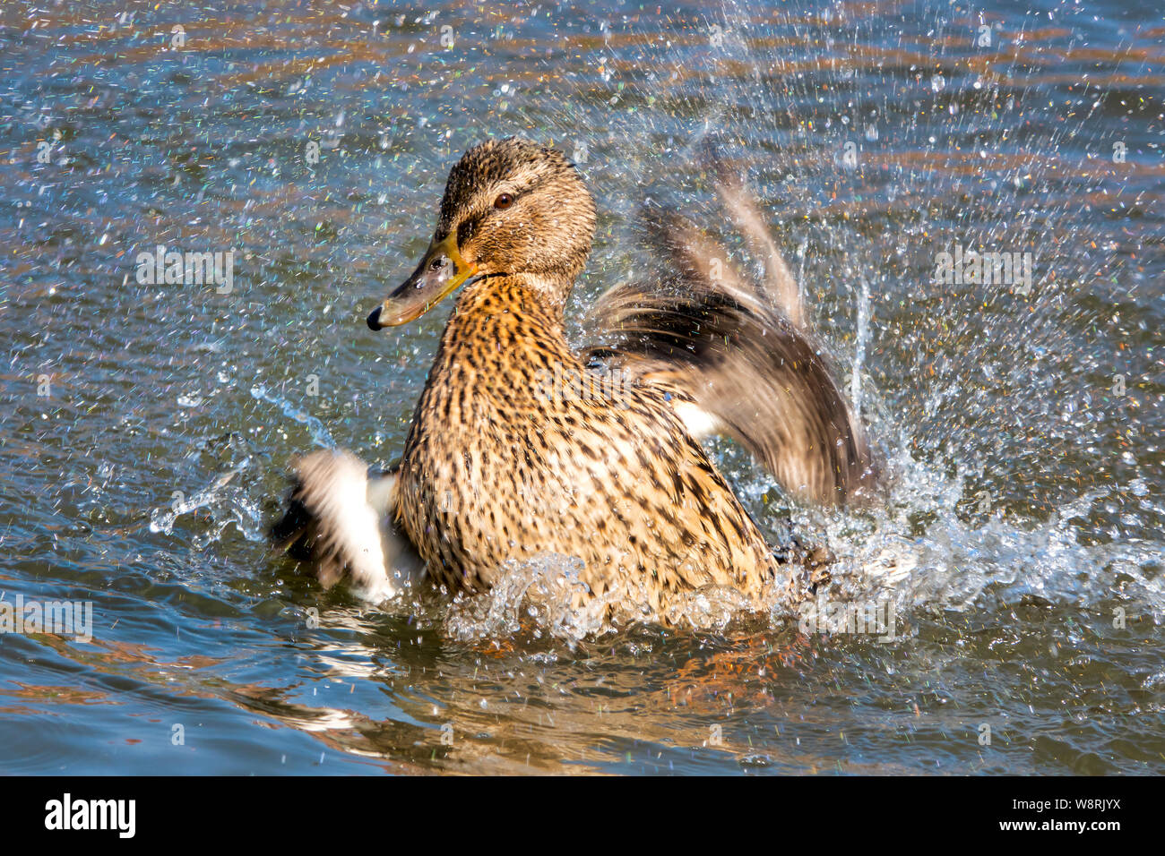Femmina di germano reale (Anas platyrhynchos) in un fiume Foto Stock