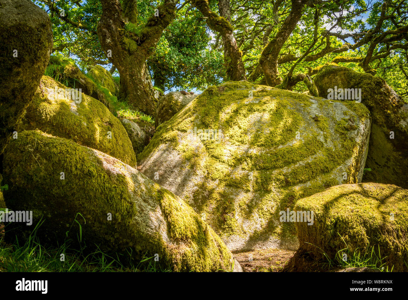 Giugno 2016. Moss coperto di massi giacciono nel Wistman il bosco a Dartmoor, England, Regno Unito Foto Stock