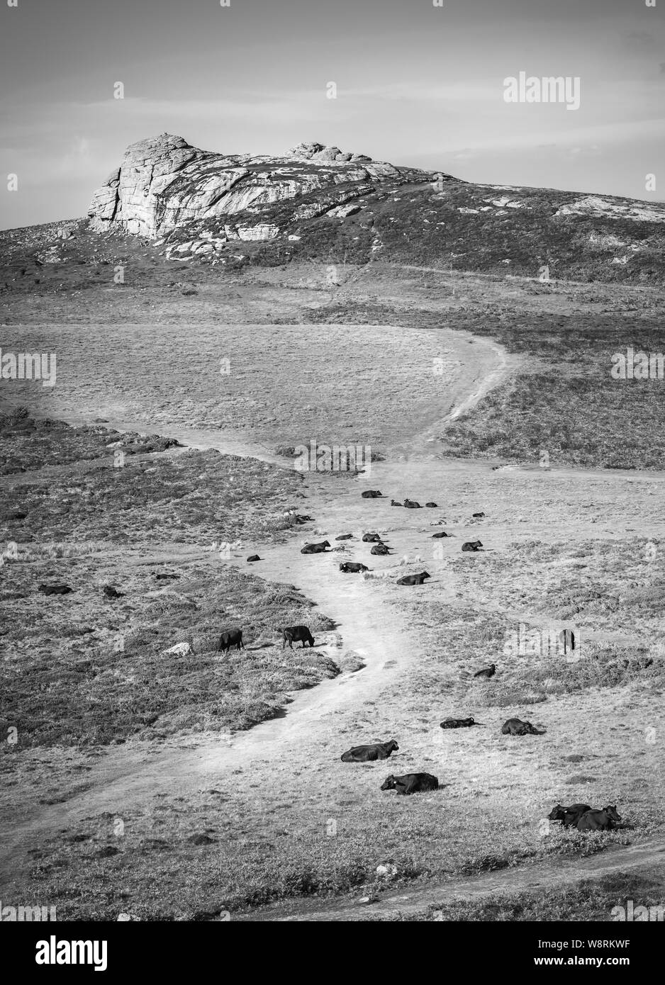 Giugno 2016. Il pascolo di bestiame lungo il percorso che conduce alla Haytor Rocks in Ilsington, Dartmoor Devon, Regno Unito Foto Stock