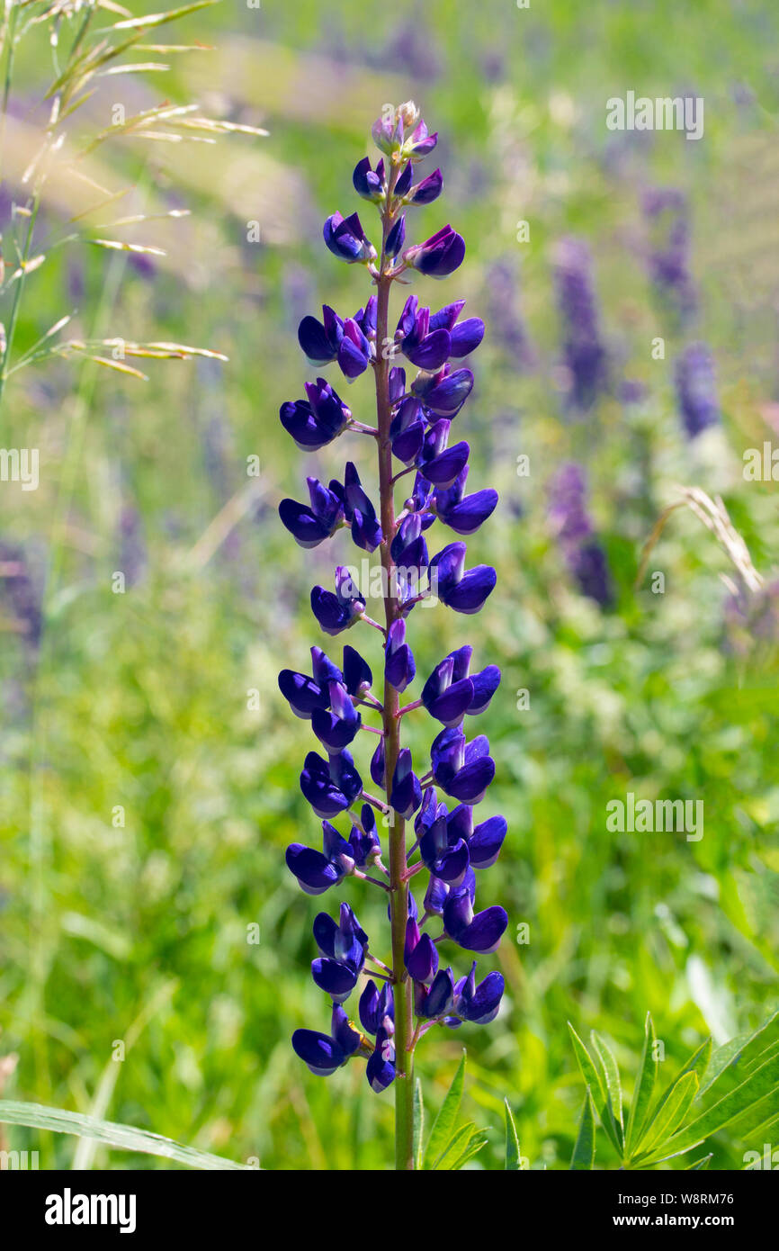 Un fiore di lupino in un prato, verticale. Blu scuro viola lungo stelo di  lupino con molti petali di fiori. Lupino selvatico fiore sboccia nel prato  Foto stock - Alamy
