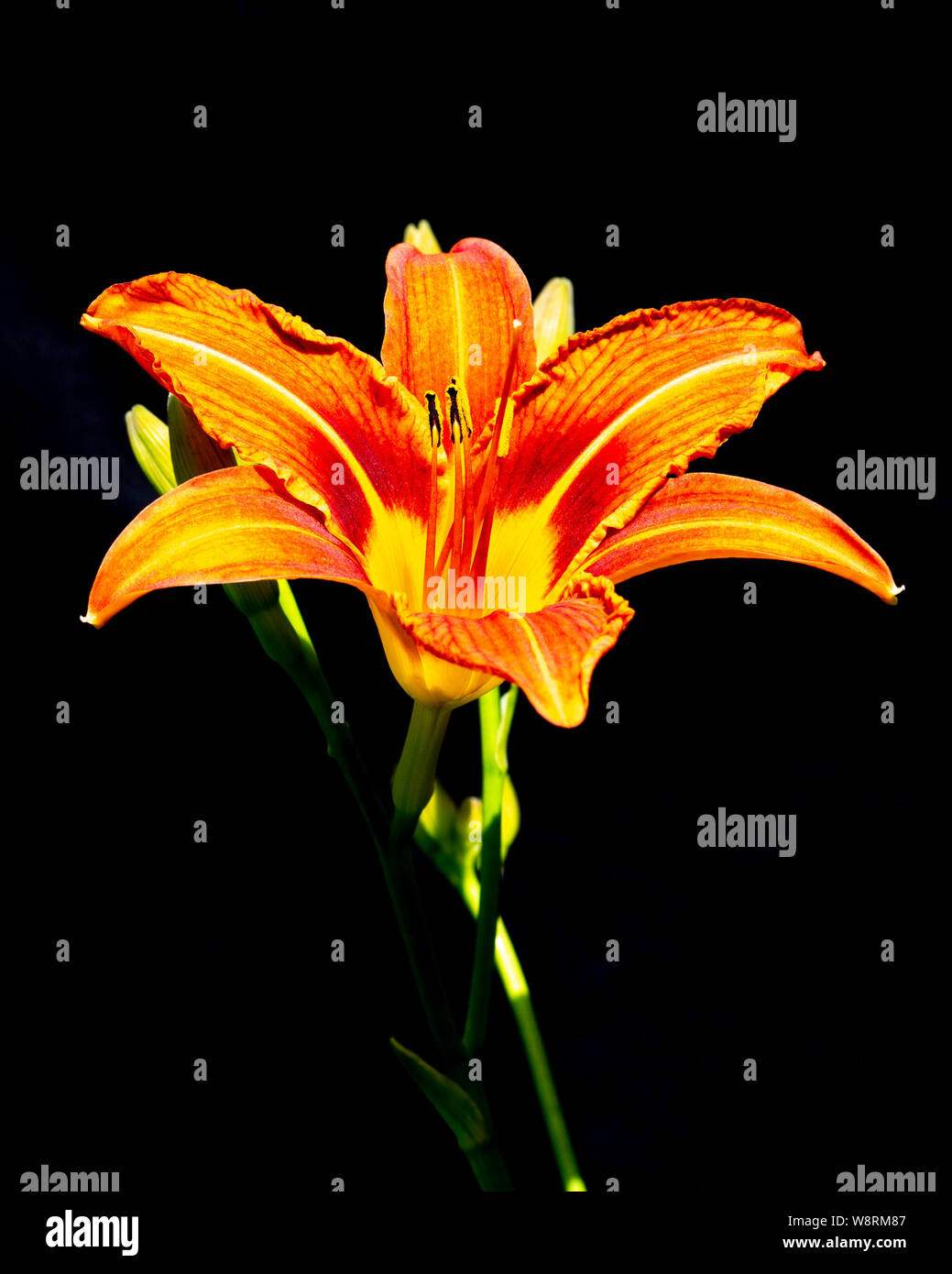 Orange daylily Hemerocallis fiore, close-up su sfondo nero. Bella luminosa daylily flower orange con stami e pistillo su un sottile peduncolo Foto Stock