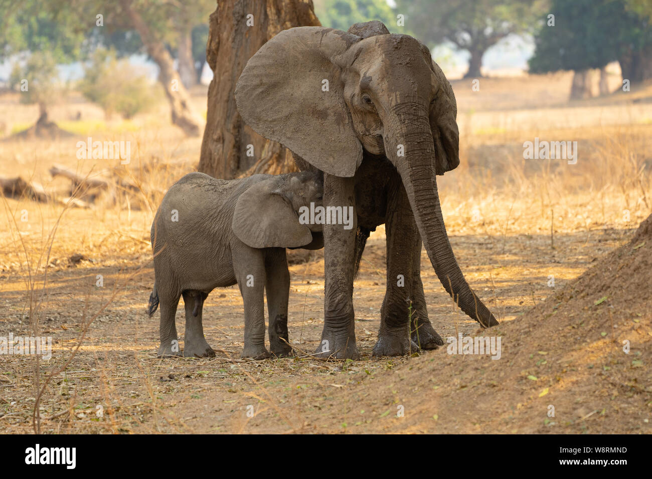 Femmina di elefante africano infermieri giovani rampolli. Fotografato presso il lago Kariba, Zimbabwe Foto Stock