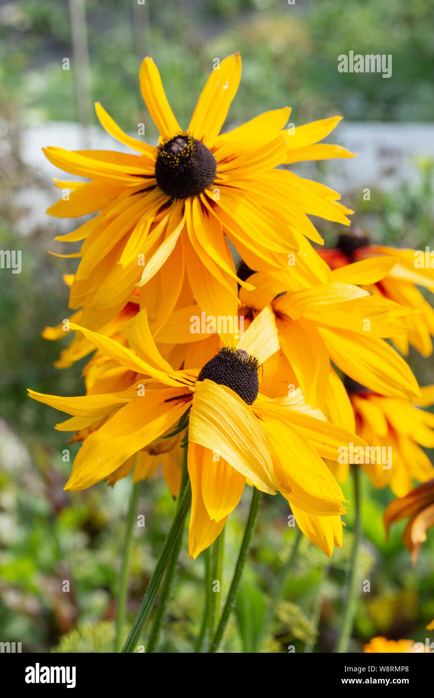 Black-eyed Susan Rudbeckia hirta è il fiore dello stato del Maryland. Bellissimo giardino di fiori alti marrone giallo. Perenne fiori da giardino aestri Rudbecki Foto Stock