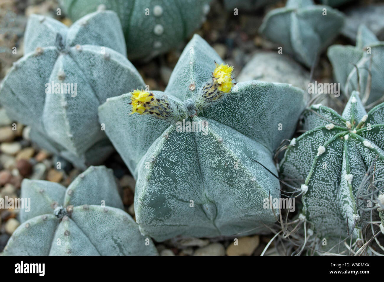 Astrophytum myriostigma jaumavense Cactaceae fiori gialli di tropicale a casa coltivati cactus. Blooming cactus succulenta astrophytum gemme di colore giallo e flo Foto Stock