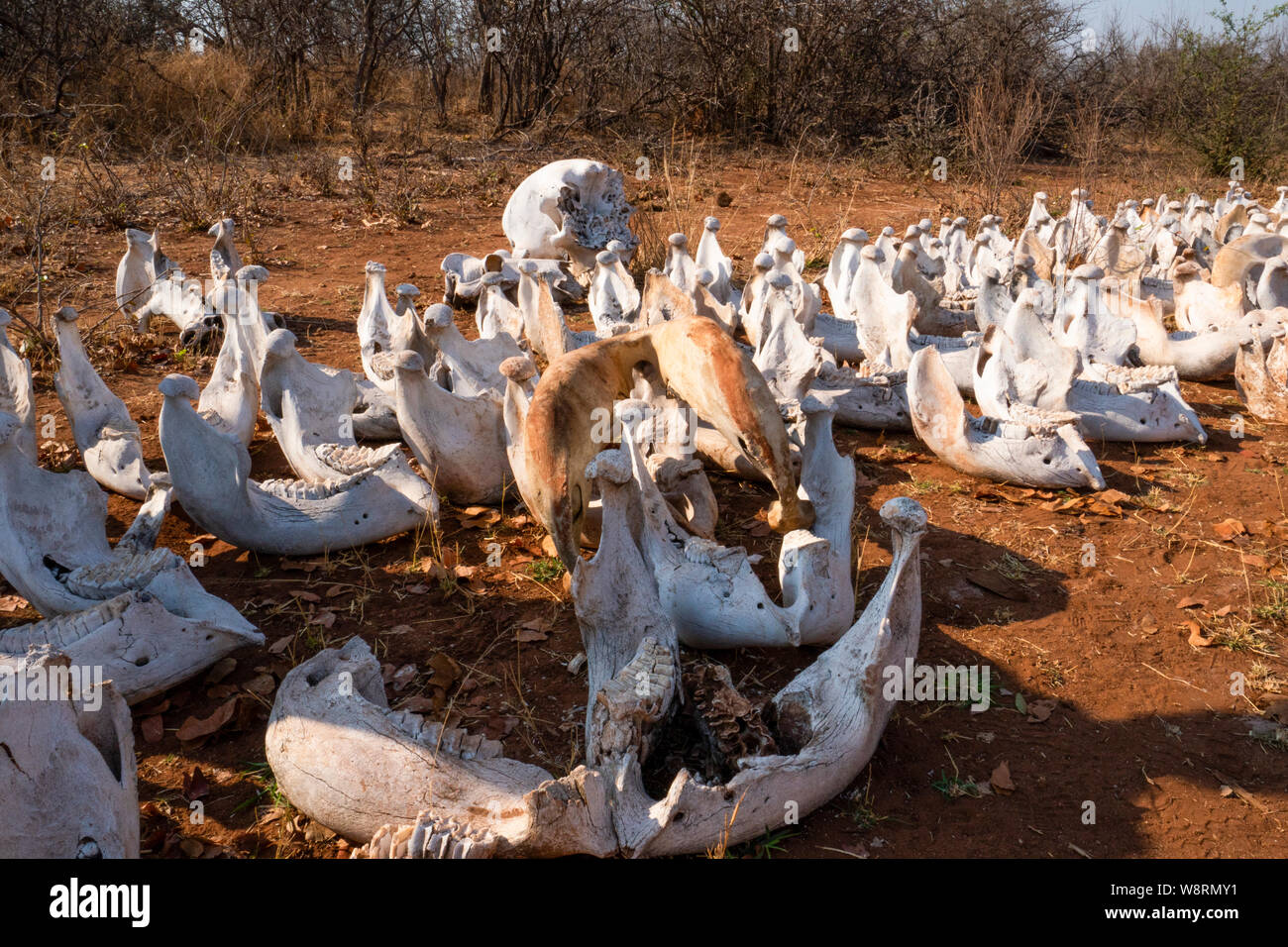 Elefante in camicia teschi. Vista di teschi di elefanti che sono stati uccisi dai cacciatori di frodo per le zanne. In camicia zanne di elefante sono venduti per l'avorio Foto Stock