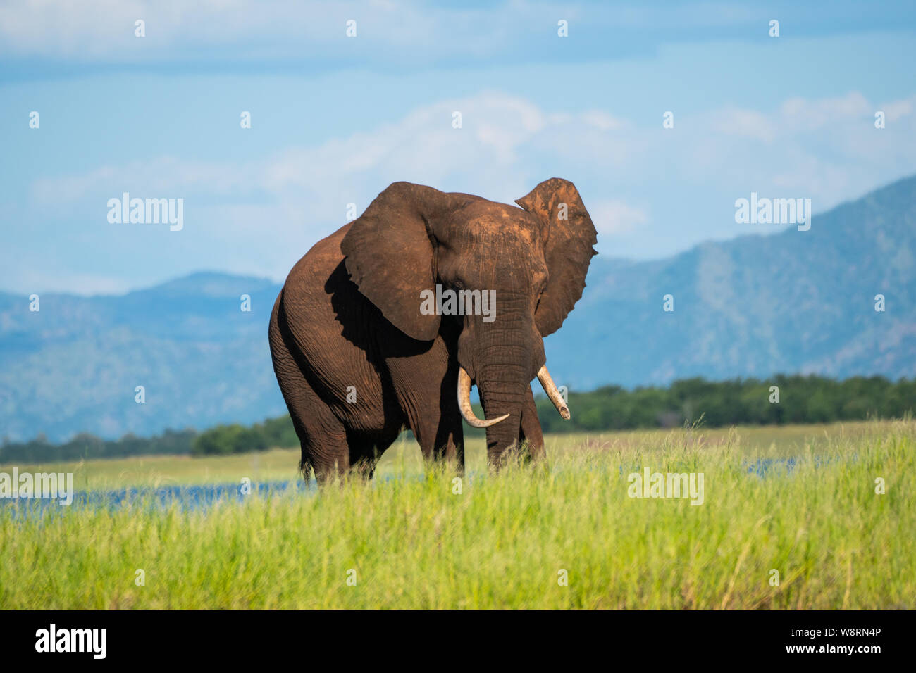 Maschio solitario dell' elefante africano (Loxodonta africana). Gli elefanti sono erbivori e sono il più grande del mondo e più pesante della terra animali. Le femmine adulte e Foto Stock