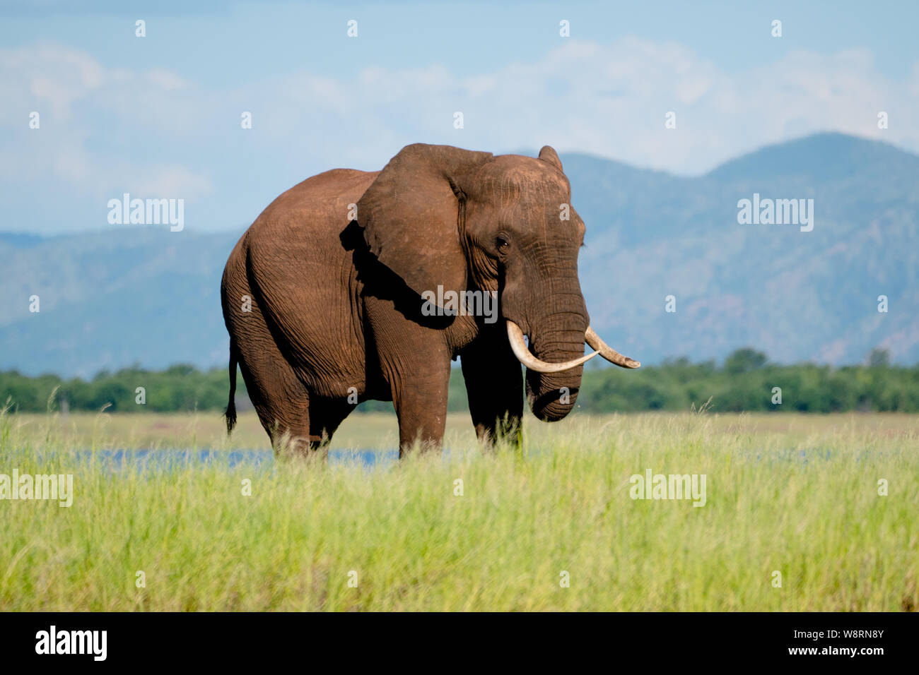 Maschio solitario dell' elefante africano (Loxodonta africana). Gli elefanti sono erbivori e sono il più grande del mondo e più pesante della terra animali. Le femmine adulte e Foto Stock