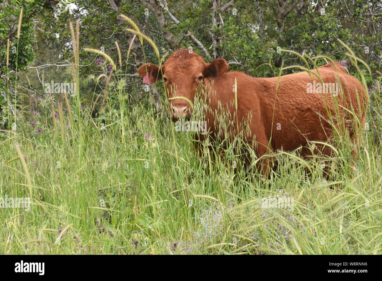 Mucca si muova liberamente nel campo Foto Stock