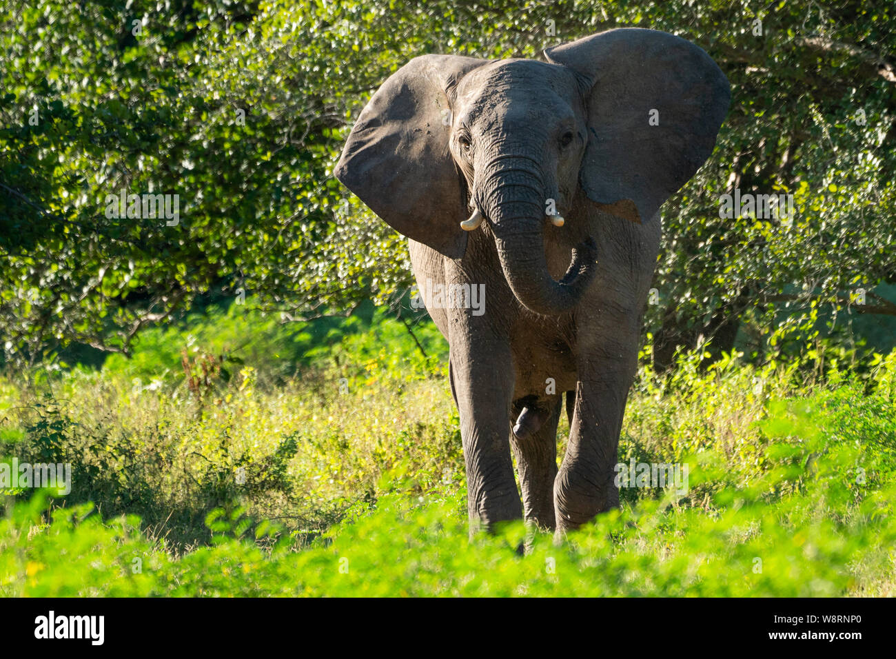 Giovani bush africano Elefante africano (Loxodonta africana) fotografato presso il lago Kariba Parco Nazionale dello Zimbabwe Foto Stock