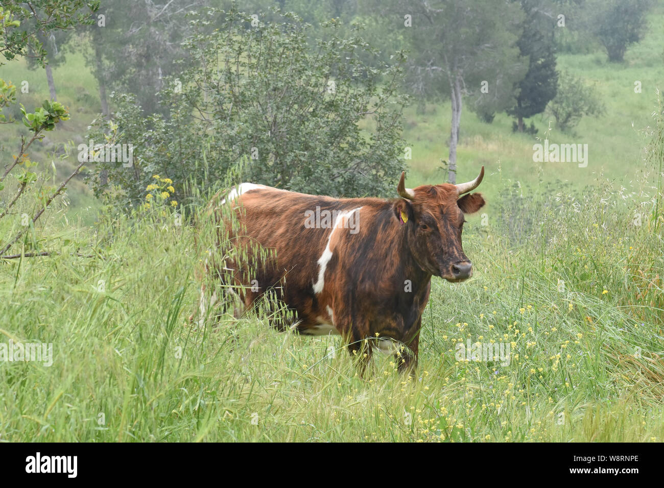 Mucca si muova liberamente nel campo Foto Stock