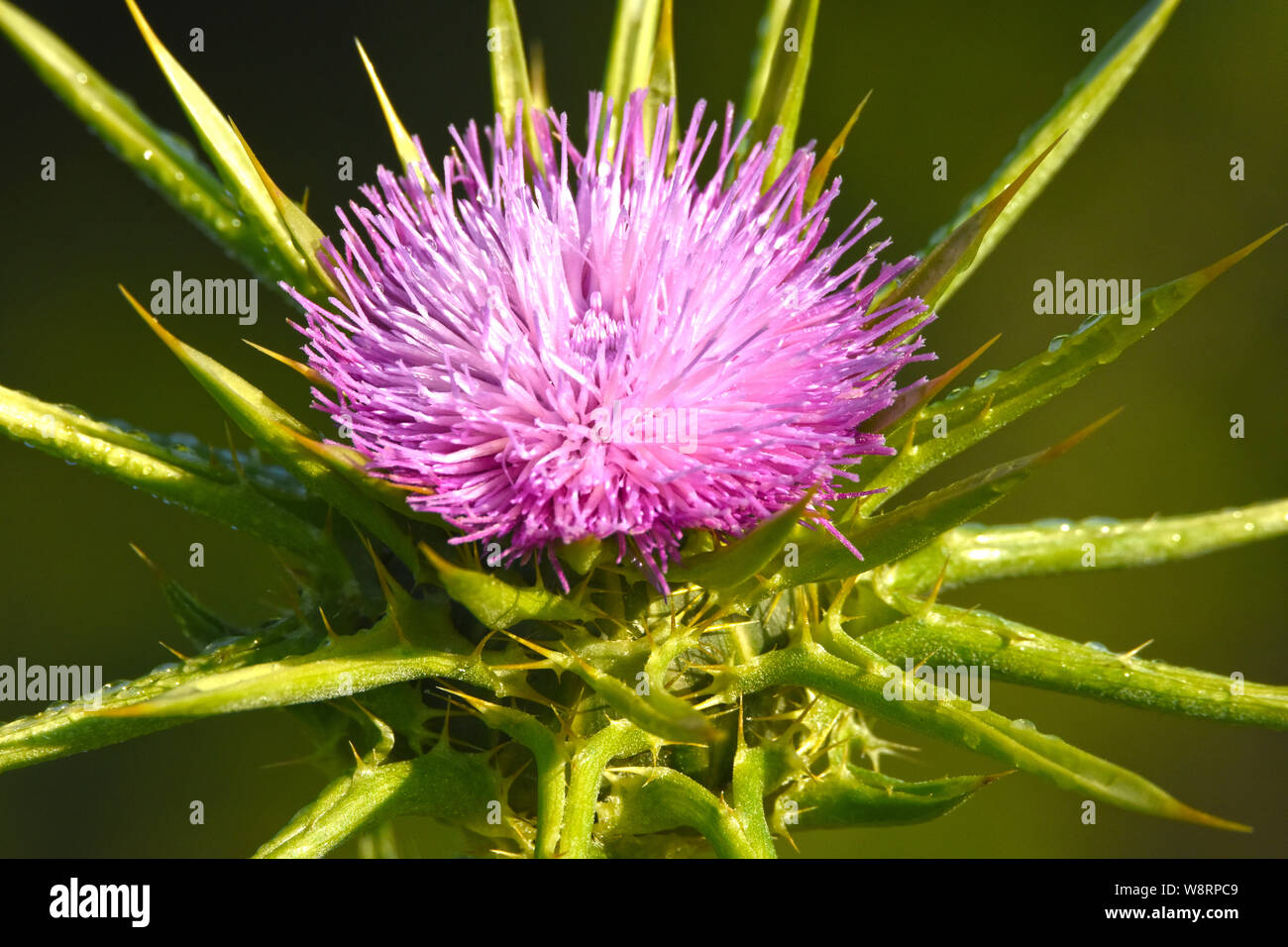Silybum marianum, Santo Thistle, Cardo Mariano Foto Stock