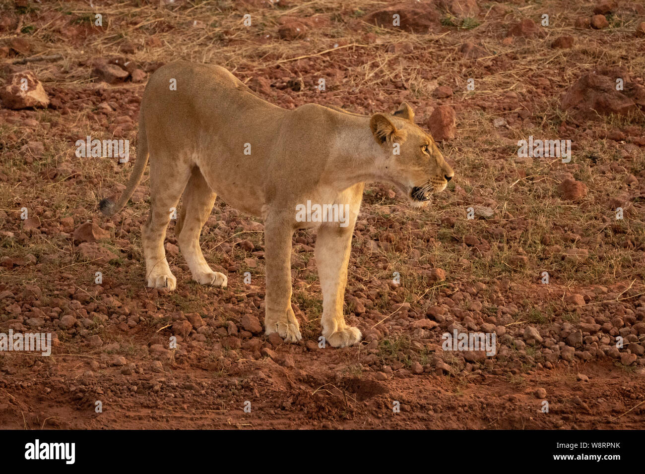 Leonessa, Panthera leo, aggirava. Fotografato presso il lago Kariba Parco Nazionale dello Zimbabwe Foto Stock