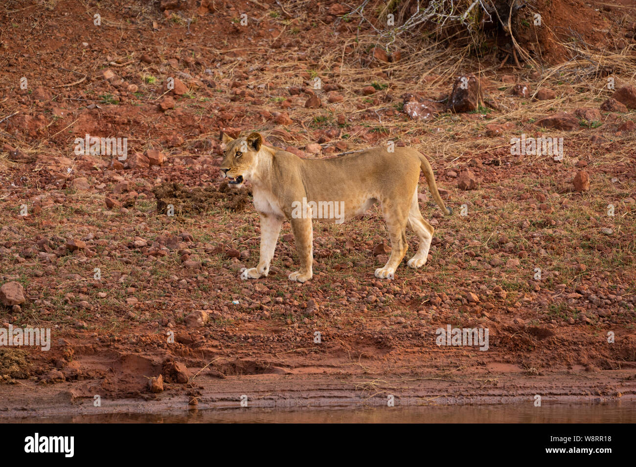 Leonessa, Panthera leo, aggirava. Fotografato presso il lago Kariba Parco Nazionale dello Zimbabwe Foto Stock
