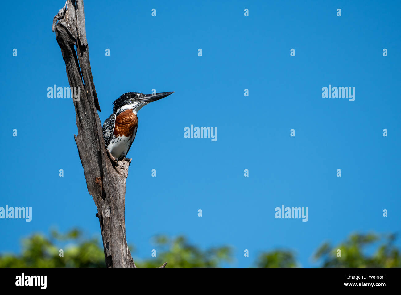 Giant kingfisher (Megaceryle maxima) appollaiato su un ramo secco. Questo uccello è la più grande compagnia Kingfisher in Africa e si trova sopra la maggior parte del continente così Foto Stock