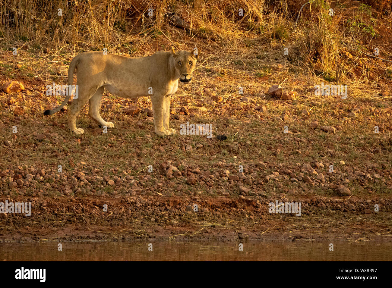 Leonessa, Panthera leo, aggirava. Fotografato presso il lago Kariba Parco Nazionale dello Zimbabwe Foto Stock