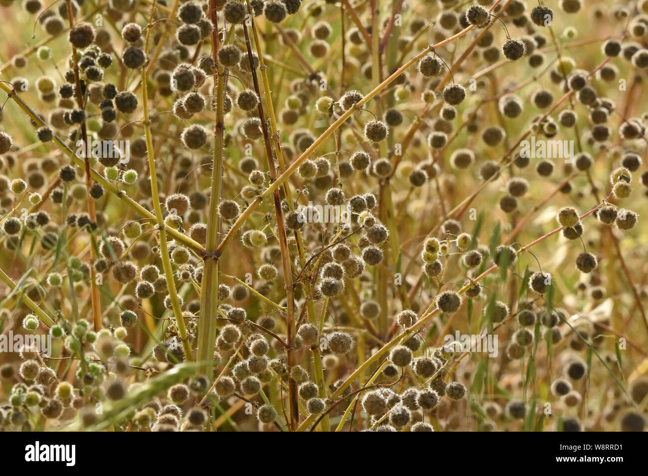 Urtica, comune ortica, Ortica Foto Stock