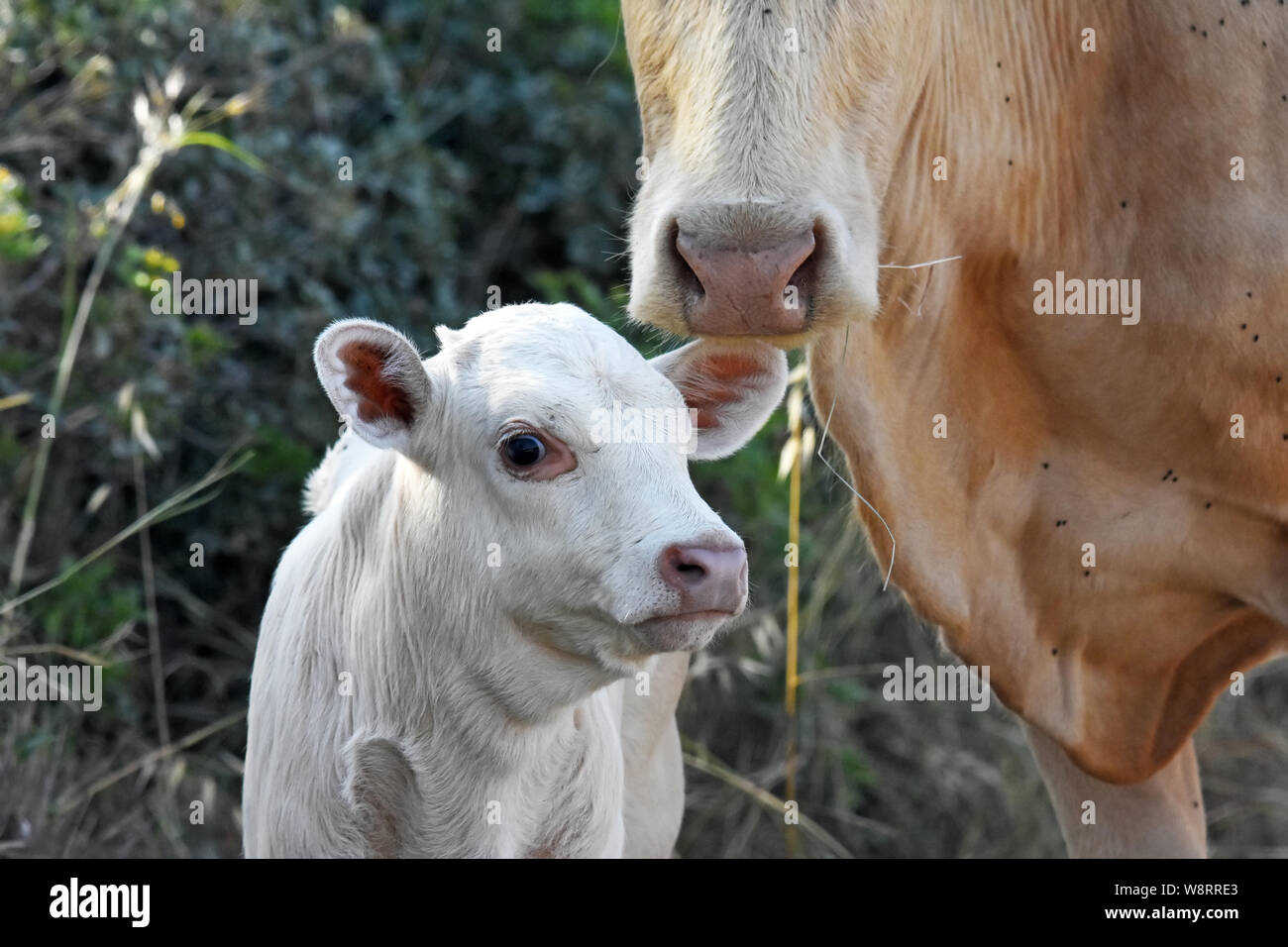 Vitello bianco con sua madre Foto Stock
