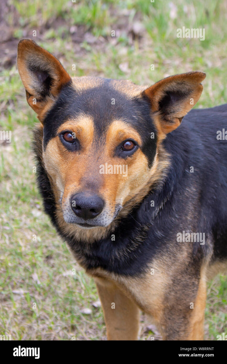 Ritratto di un grosso cane bellissimo di colore nero e rosso, guardando la telecamera di close-up. Razza di cane le protezioni del cantiere, un grave aspetto Foto Stock