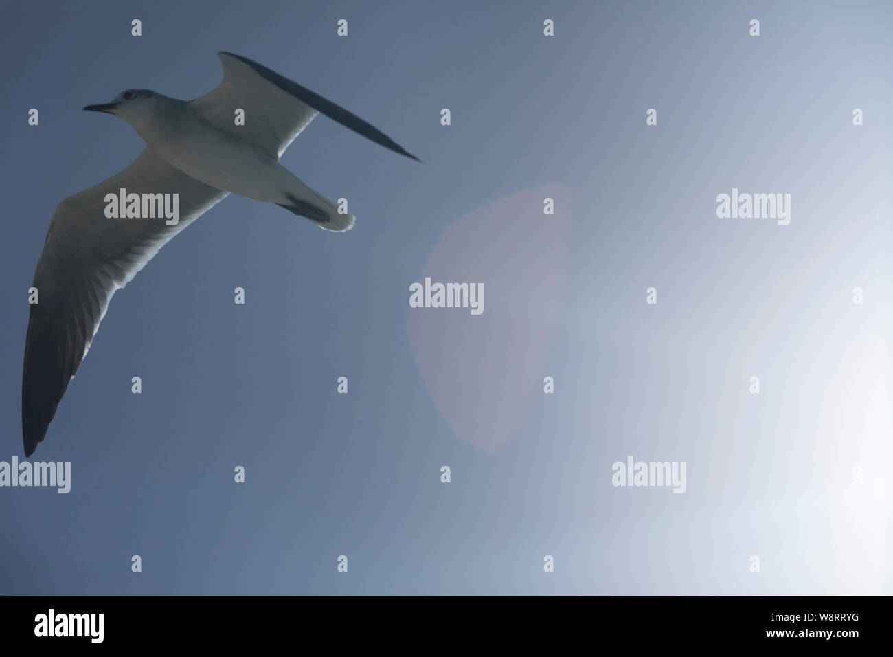 Un Gabbiano in volo su un pomeriggio estivo nei Caraibi con un bel sole flare in background. La foto parla di libertà. Non c è spazio per la copia Foto Stock